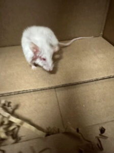 Telomir-1 Mouse Dosing (Day 1) - Arthritic limb, difficulty walking, low activity / energy